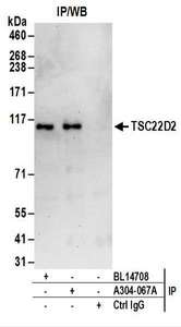 Detection of Human TSC22D2 by Western Blot of Immunoprecipitates. Samples: Whole cell lysate (1 mg for IP; 20% of IP loaded) from HeLa cells. Antibodies: Affinity purified rabbit anti-TSC22D2 antibody used for IP at 6 ug/mg lysate. TSC22D2 was also immunoprecipitated by rabbit anti-TSC22D2 antibody BL14708. For blotting immunoprecipitated TSC22D2, was used at 1 ug/ml. Detection: Chemiluminescence with an exposure time of 30 seconds.