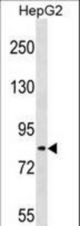 TSC22D2 Antibody western blot of HepG2 cell line lysates (35 ug/lane). The TSC22D2 antibody detected the TSC22D2 protein (arrow).