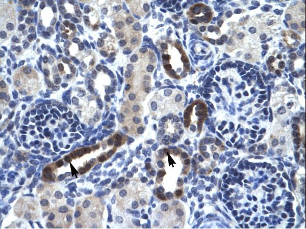 TSFM antibody LS-C29976 was used in IHC to stain formalin-fixed, paraffin-embedded human kidney.
