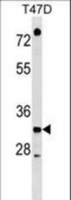 TSFM Antibody western blot of T47D cell line lysates (35 ug/lane). The TSFM antibody detected the TSFM protein (arrow).