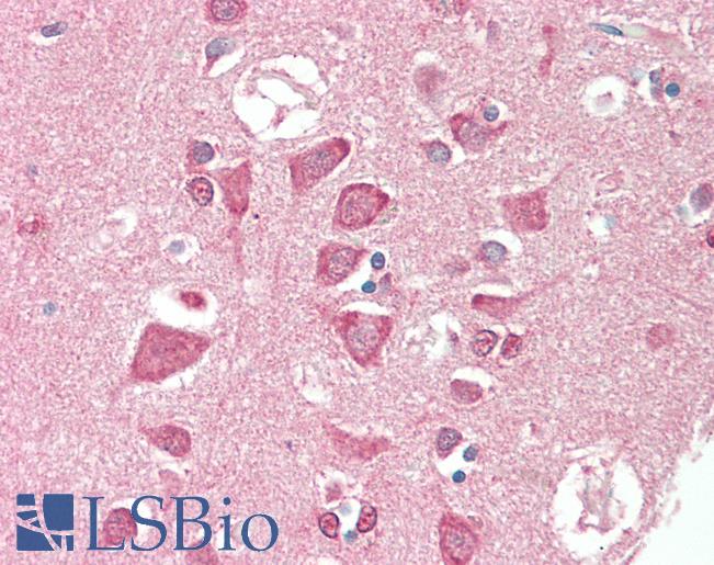 Anti-TSG / TWSG1 antibody IHC staining of human brain, cortex. Immunohistochemistry of formalin-fixed, paraffin-embedded tissue after heat-induced antigen retrieval. Antibody LS-B10447 concentration 10 ug/ml.