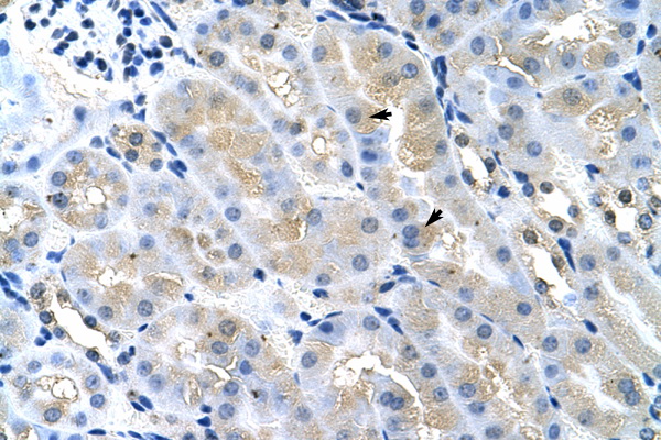 TSG101 antibody LS-C30933 IHC of formalin-fixed, paraffin-embedded Mouse Kidney. Positive label: Epithelial cells of renal tubule indicated with arrows. Antibody concentration 4-8 ug/ml. Magnification 400X.