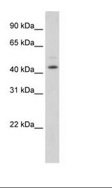 NIH 3T3 Cell Lysate
