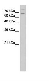 HepG2 Cell Lysate