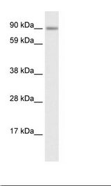 Fetal Lung Lysate