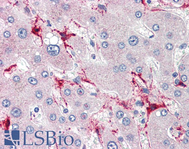 Anti-TSKS antibody IHC of human liver. Immunohistochemistry of formalin-fixed, paraffin-embedded tissue after heat-induced antigen retrieval. Antibody LS-B3570 concentration 5 ug/ml.