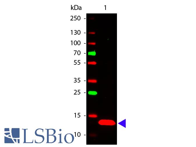 Western Blot of Rabbit anti-TSLP antibody. Lane 1: Human TSLP Recombinant Protein. Lane 2: None. Load: 50 ng per lane. Primary antibody: TSLP antibody at 1:1,000 for overnight at 4 degrees C. Secondary antibody: DyLight alpha 649 rabbit secondary antibody at 1:20,000 for 30 min at RT. Block: MB-070 for 30 min at RT. Predicted/Observed size: 13 kDa, 13 kDa for Human TSLP. Other band(s): None.