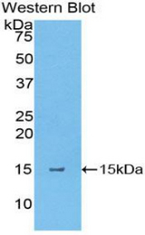 Western blot of recombinant TSLP.