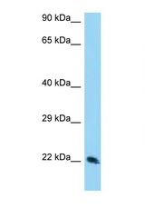 TSN / Translin antibody LS-C146174 Western blot of 293T Cell lysate. Antibody concentration 1 ug/ml.