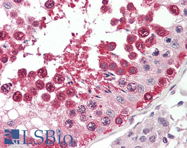 Anti-Translin antibody IHC of human testis. Immunohistochemistry of formalin-fixed, paraffin-embedded tissue after heat-induced antigen retrieval. Antibody LS-B8418 dilution 5 ug/ml.