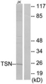 Western blot of extracts from Jurkat cells, using TSN Antibody. The lane on the right is treated with the synthesized peptide.