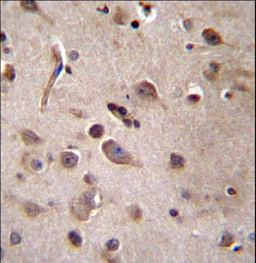 TSN Antibody immunohistochemistry of formalin-fixed and paraffin-embedded human brain tissue followed by peroxidase-conjugated secondary antibody and DAB staining.