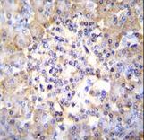 TSNARE1 Antibody immunohistochemistry of formalin-fixed and paraffin-embedded human pancreas tissue followed by peroxidase-conjugated secondary antibody and DAB staining.