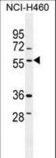 TSNARE1 Antibody western blot of NCI-H460 cell line lysates (35 ug/lane). The TSNARE1 antibody detected the TSNARE1 protein (arrow).