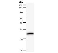 Western blot analysis of immunized recombinant protein, using anti-TSNAX monoclonal antibody.