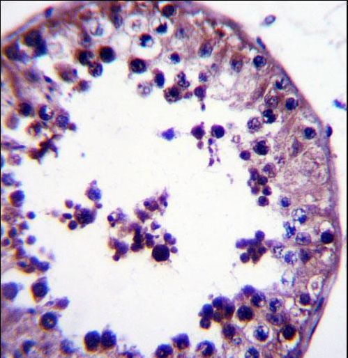 TSNAX Antibody immunohistochemistry of formalin-fixed and paraffin-embedded human testis tissue followed by peroxidase-conjugated secondary antibody and DAB staining.