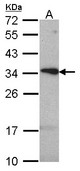 Sample (30 ug of whole cell lysate). A: Hela. 12% SDS PAGE. tetraspan 1 antibody. TSPAN1 / TM4SF antibody diluted at 1:1000.