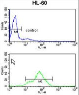 TSPAN1 Antibody flow cytometry of HL-60 cells (bottom histogram) compared to a negative control cell (top histogram). FITC-conjugated goat-anti-rabbit secondary antibodies were used for the analysis.