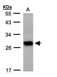 Sample (30 ug whole cell lysate). A: H1299. 12% SDS PAGE. TSPAN1 / TM4SF antibody diluted at 1:500