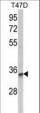 Western blot of TSPAN12 Antibody in T47D cell line lysates (35 ug/lane). TSPAN12 (arrow) was detected using the purified antibody.