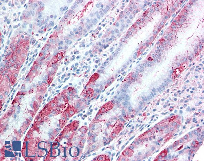 Anti-TSPAN13 antibody LS-A8852 IHC of human, stomach. Immunohistochemistry of formalin-fixed, paraffin-embedded tissue after heat-induced antigen retrieval.
