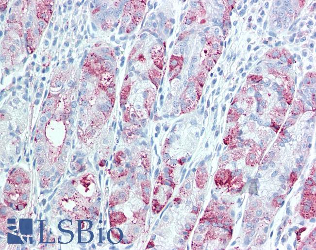Anti-TSPAN13 antibody LS-A8853 IHC of human stomach. Immunohistochemistry of formalin-fixed, paraffin-embedded tissue after heat-induced antigen retrieval.