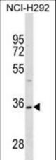 TSPAN18 Antibody western blot of NCI-H292 cell line lysates (35 ug/lane). The TSPAN18 antibody detected the TSPAN18 protein (arrow).