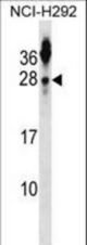 TSPAN2 Antibody western blot of NCI-H292 cell line lysates (35 ug/lane). The TSPAN2 antibody detected the TSPAN2 protein (arrow).