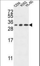 TSPAN2 Antibody western blot of CEM,K562,HL-60 cell line lysates (35 ug/lane). The TSPAN2 antibody detected the TSPAN2 protein (arrow).