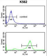TSPAN2 Antibody flow cytometry of K562 cells (bottom histogram) compared to a negative control cell (top histogram). FITC-conjugated goat-anti-rabbit secondary antibodies were used for the analysis.