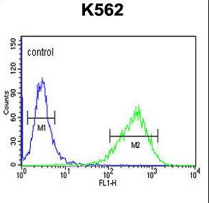 UPK1B Antibody flow cytometry of K562 cells (right histogram) compared to a negative control cell (left histogram). FITC-conjugated goat-anti-rabbit secondary antibodies were used for the analysis.