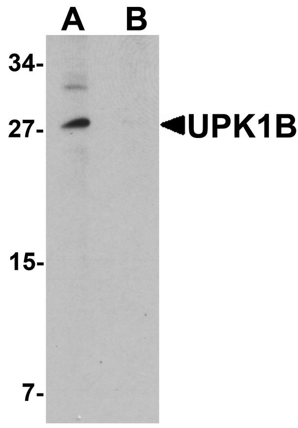Western blot analysis of UPK1B in mouse bladder tissue lysate with UPK1B antibody at 0.5 ug/ml in the (A) absence and (B) presence of blocking peptide.