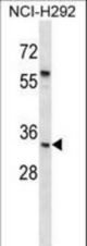 UPK1B Antibody western blot of NCI-H292 cell line lysates (35 ug/lane). The UPK1B antibody detected the UPK1B protein (arrow).