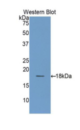 Western blot of recombinant TSPAN3.