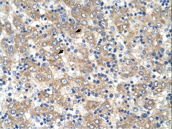 TSPAN32 / PHEMX antibody LS-C80911 was used in IHC to stain formalin-fixed, paraffin-embedded human liver.