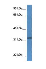 TSPAN33 antibody LS-C135354 Western blot of Rat Brain lysate. Antibody concentration 1 ug/ml.