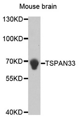 Western blot analysis of extracts of Mouse brain cell line, using TSPAN33 antibody.