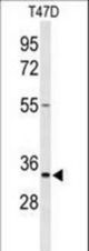 Western blot of TSPAN33 Antibody in T47D cell line lysates (35 ug/lane). TSPAN33 (arrow) was detected using the purified antibody.