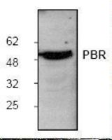 Western blot of TSPO antibody LS-B2120.