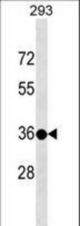 TSPY3 Antibody western blot of 293 cell line lysates (35 ug/lane). The TSPY3 antibody detected the TSPY3 protein (arrow).