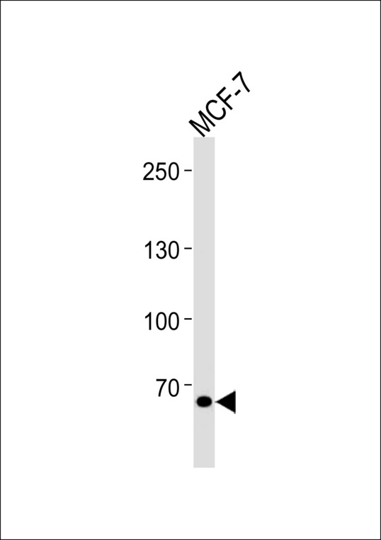 TSPYL2 Antibody western blot of MCF-7 cell line lysates (35 ug/lane). The TSPYL2 antibody detected the TSPYL2 protein (arrow).