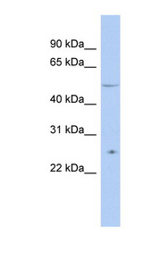 TTC8 antibody LS-C111228 Western blot of THP-1 cell lysate.