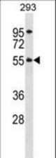 TTC8 Antibody western blot of 293 cell line lysates (35 ug/lane). The TTC8 antibody detected the TTC8 protein (arrow).