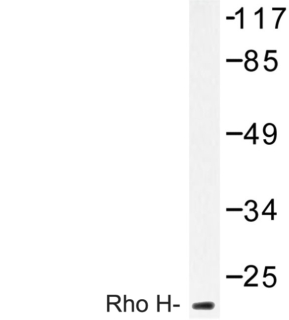 Western blot of Rho H (M134) pAb in extracts from HT-29 cells.
