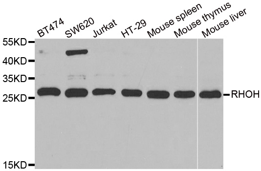 Western blot analysis of extracts of various cell lines, using RHOH antibody.