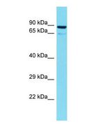 Western blot of TTLL10 Antibody - N-terminal region with human 721_B cells lysate.