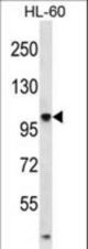 TTLL4 Antibody western blot of HL-60 cell line lysates (35 ug/lane). The TTLL4 antibody detected the TTLL4 protein (arrow).