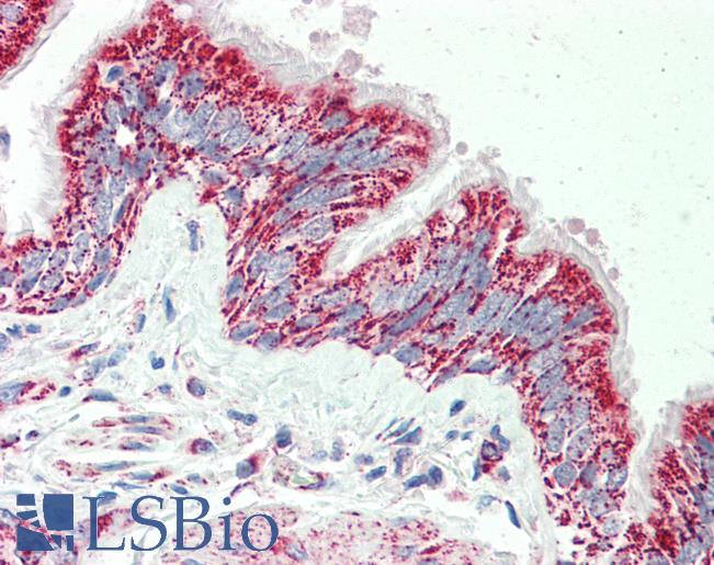 Anti-TTLL4 antibody IHC staining of human bronchus. Immunohistochemistry of formalin-fixed, paraffin-embedded tissue after heat-induced antigen retrieval. Antibody LS-B10457 concentration 5 ug/ml.