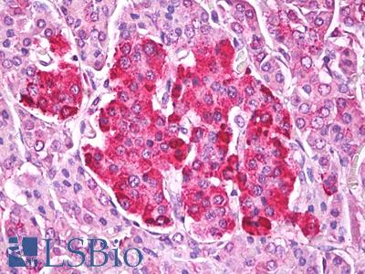 Anti-TTR / Transthyretin antibody IHC of human pancreas, islets of Langerhans. Immunohistochemistry of formalin-fixed, paraffin-embedded tissue after heat-induced antigen retrieval. Antibody LS-B7812 dilution 5 ug/ml.