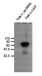 Detection of tub-1 (GFP complex) using LS-C2922. Tub-1 (nr2004) was used as a negative control.
